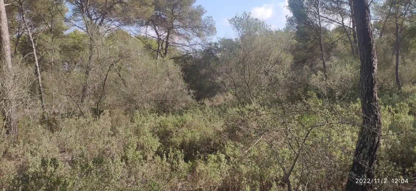 Terrain résidentiel à vendre à Algaida, imagen 6