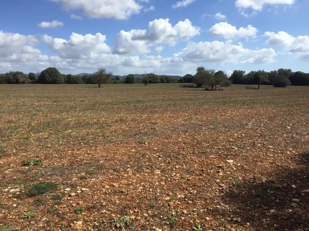 Rural land for sale in Felanitx Poble, imagen 5