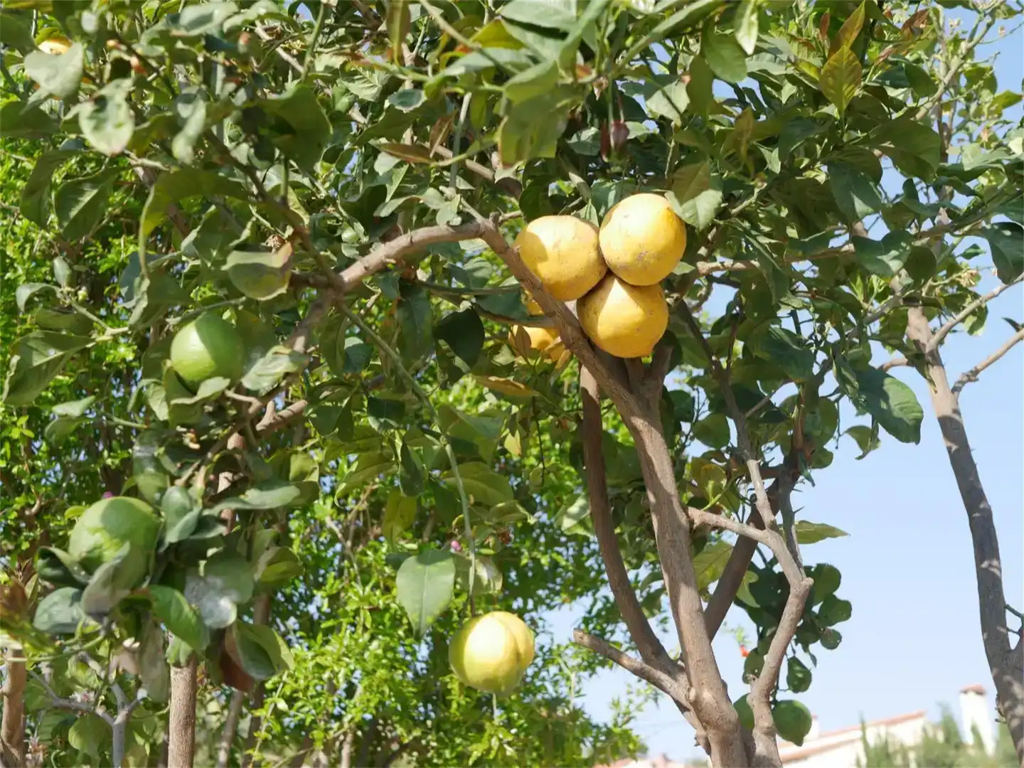 Jardí de Casa adosada en venda en El Campello amb Aire condicionat, Jardí privat i Traster