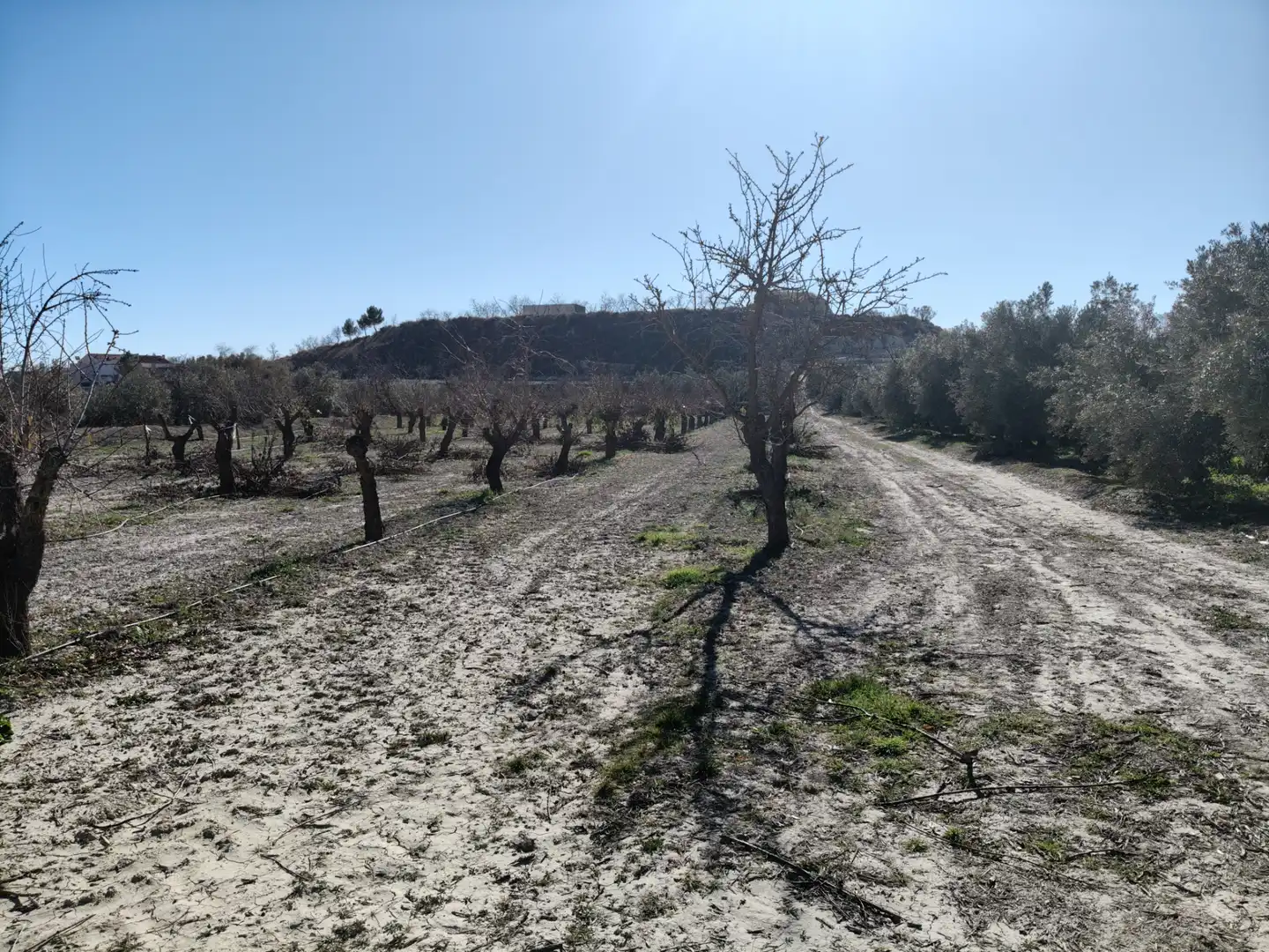 Terreno rústico en venta en Cortes de Baza, imagen 11