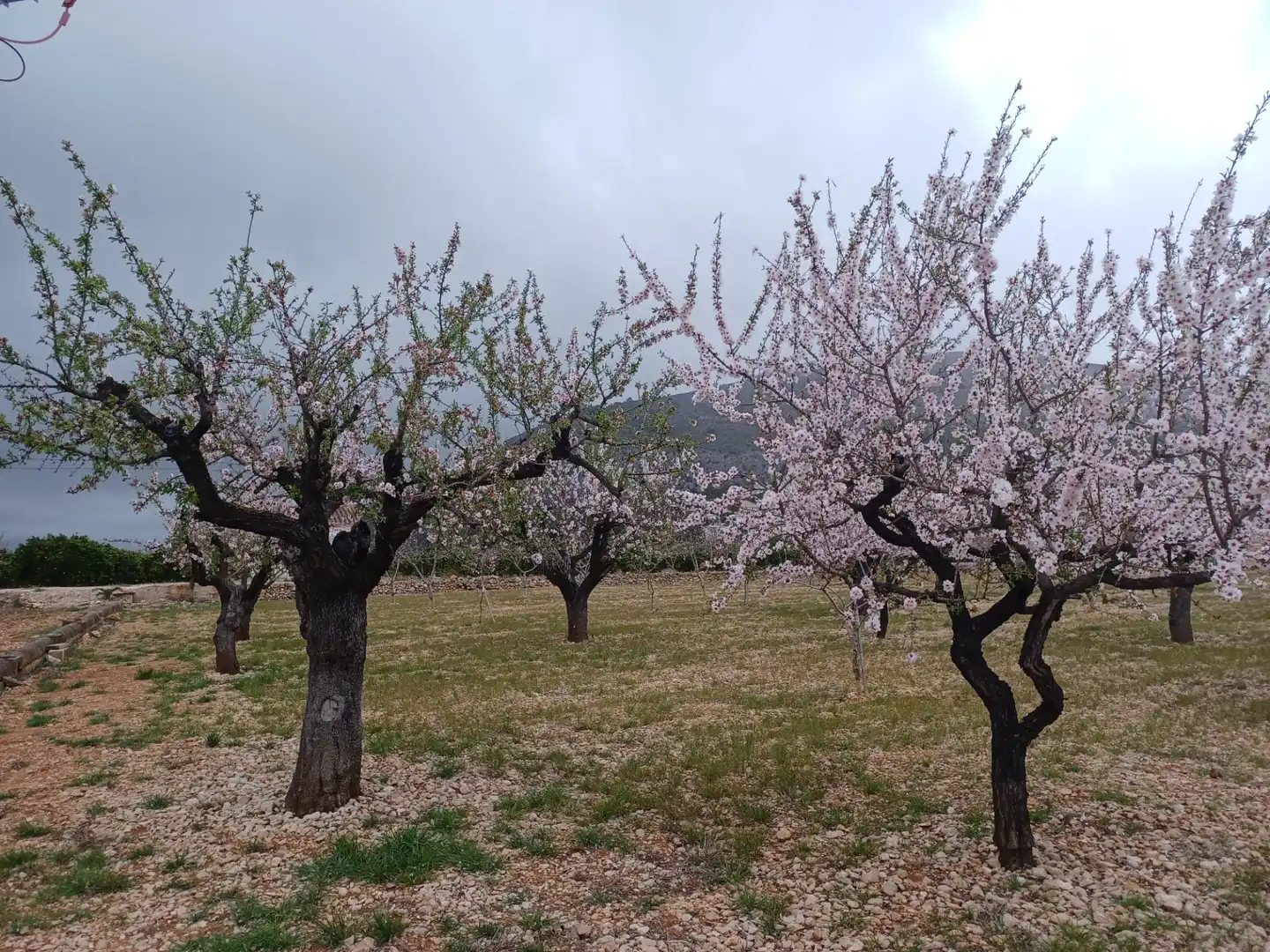 Terreny rústic en venda a Alcalalí, imagen 5