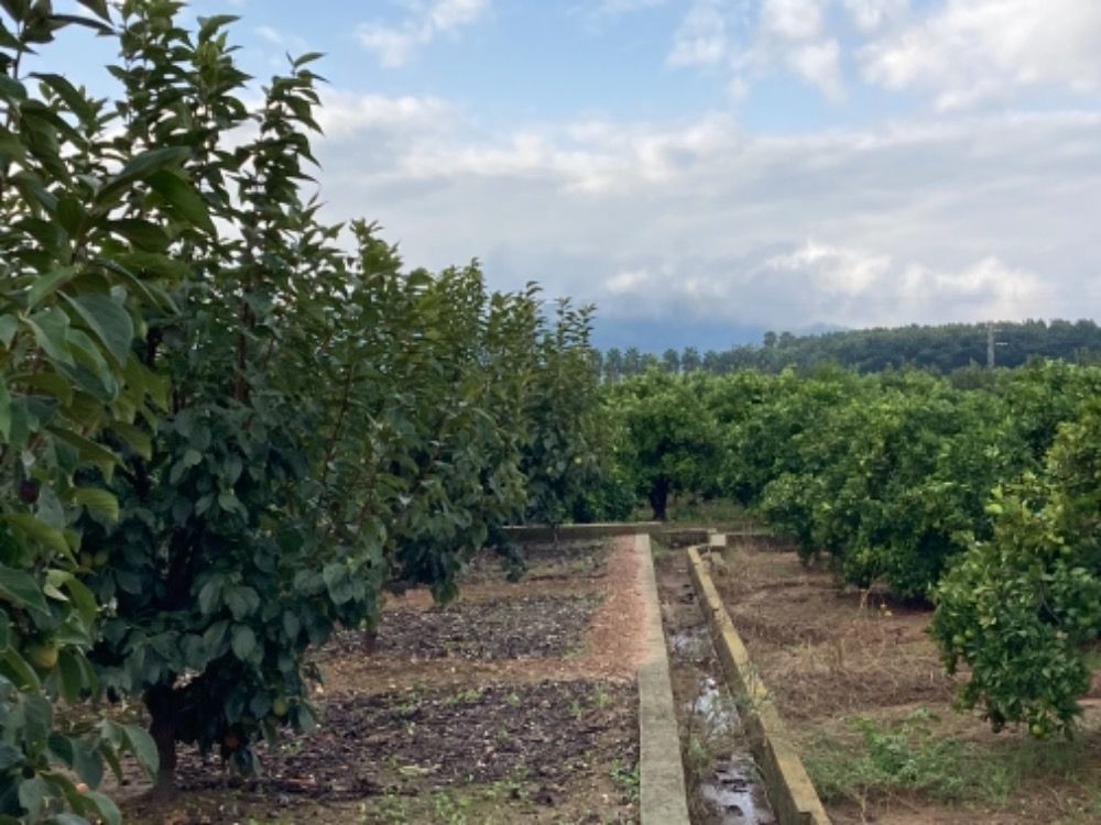 Land for sale in Alcàntera de Xúquer