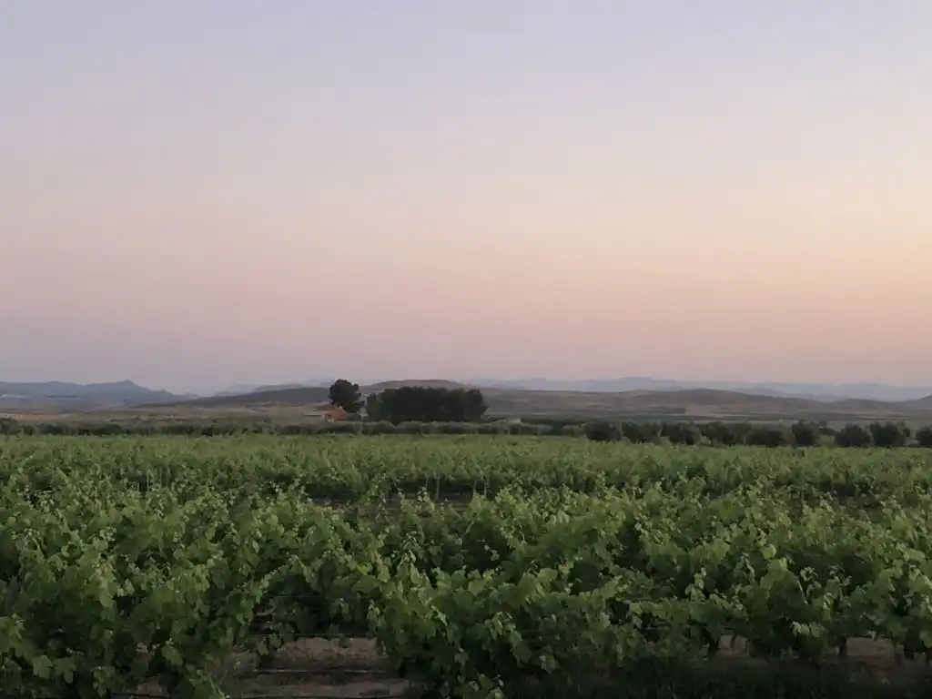 Terreni e lotti in vendita a Tobarra
