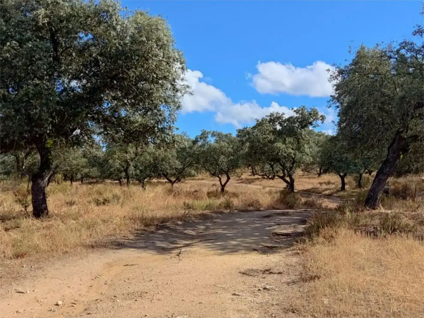 Terreno en venta en Santa Olalla del Cala