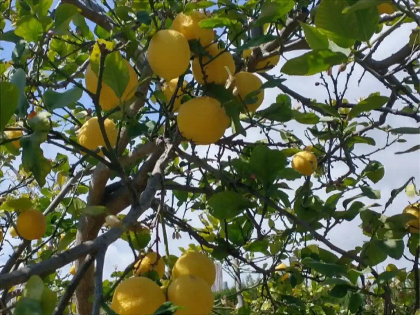 Jardí de Casa o xalet en venda en Marbella amb Aire condicionat, Piscina i Balcó