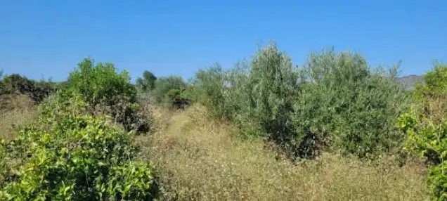 Rural land for sale in Partida Vilella, imagen 9
