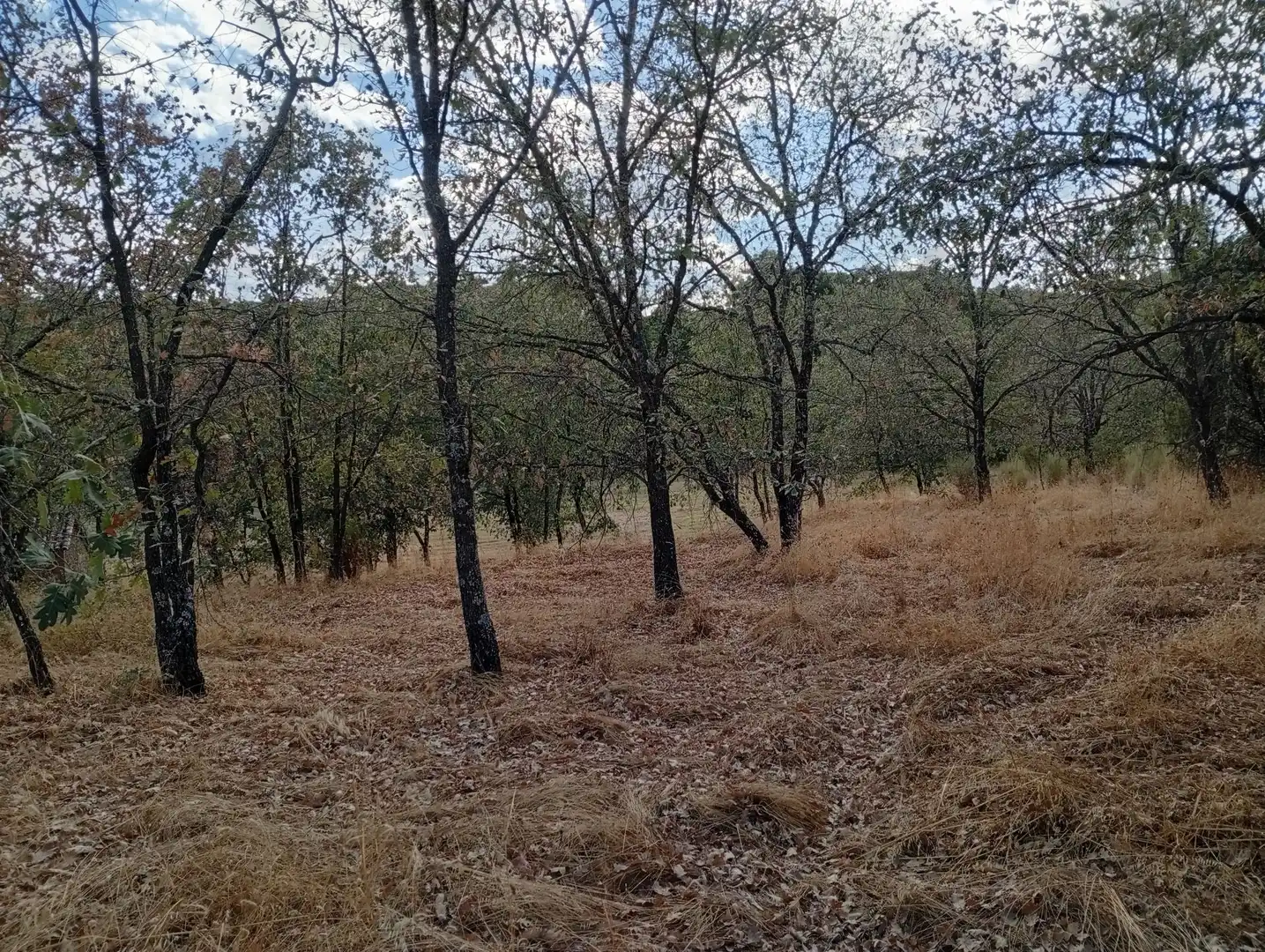 Terreni e lotti in vendita a Villanueva de la Vera, imagen 32