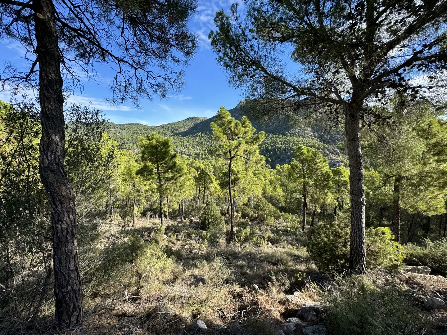 Terreny rústic en venda a Caravaca de la Cruz, imagen 10