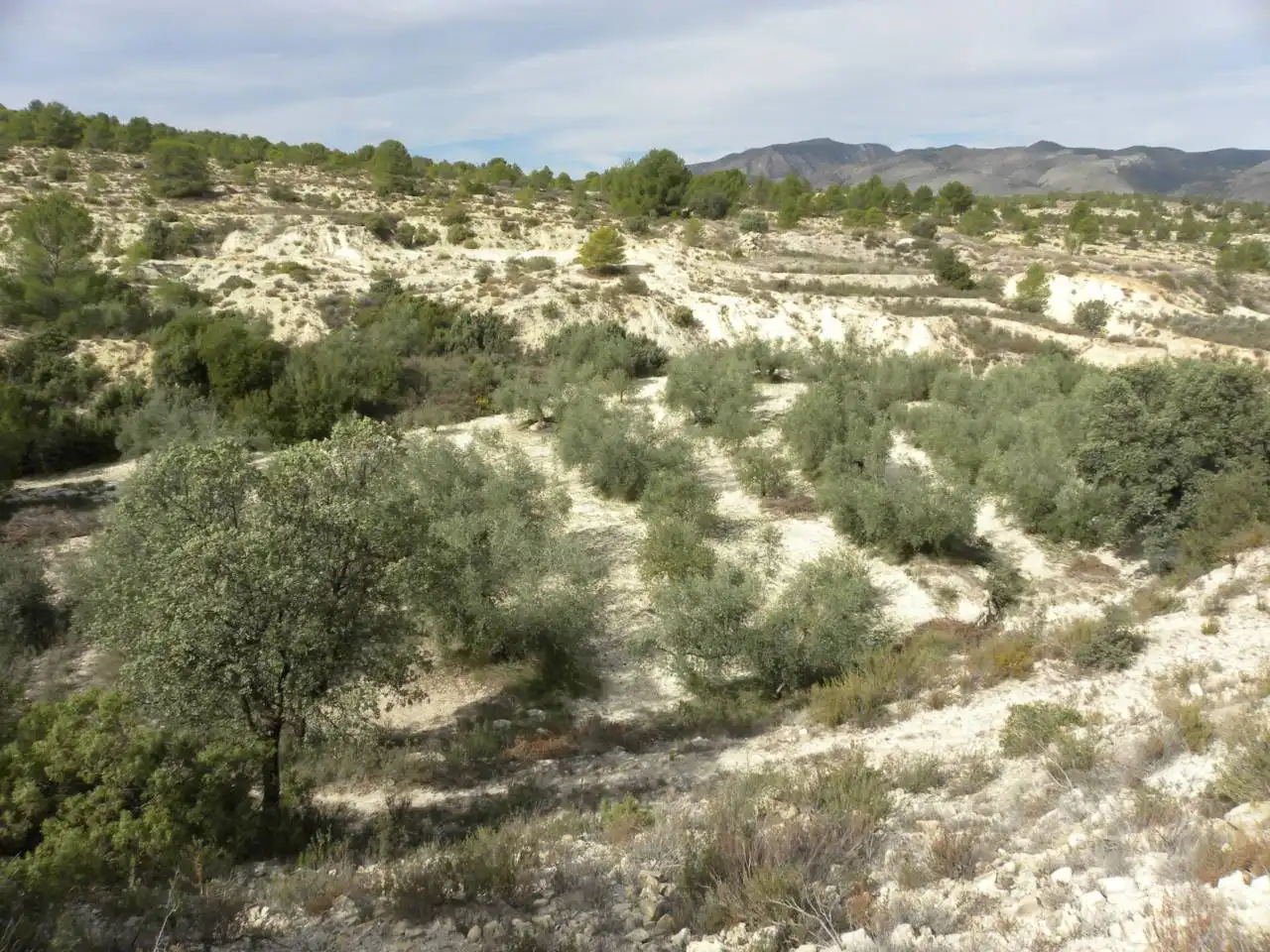 Terreno residencial en venta en Caravaca de la Cruz, imagen 16
