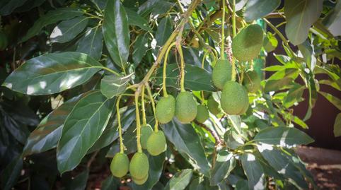 Photo 5 of House or chalet for sale in Diseminado Poligono, Álora, Málaga