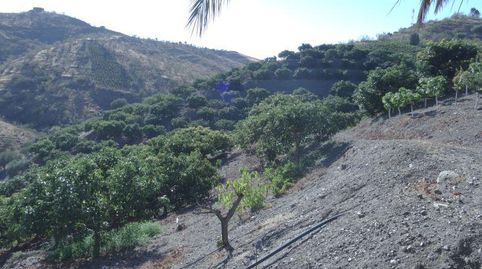 Casa rústica en la Viñuela. Aguacates y Mangos, imagen 5