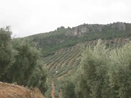 Terreni e lotti in vendita a Ptda Huerta del Cura - Polígono 42 -, imagen 12