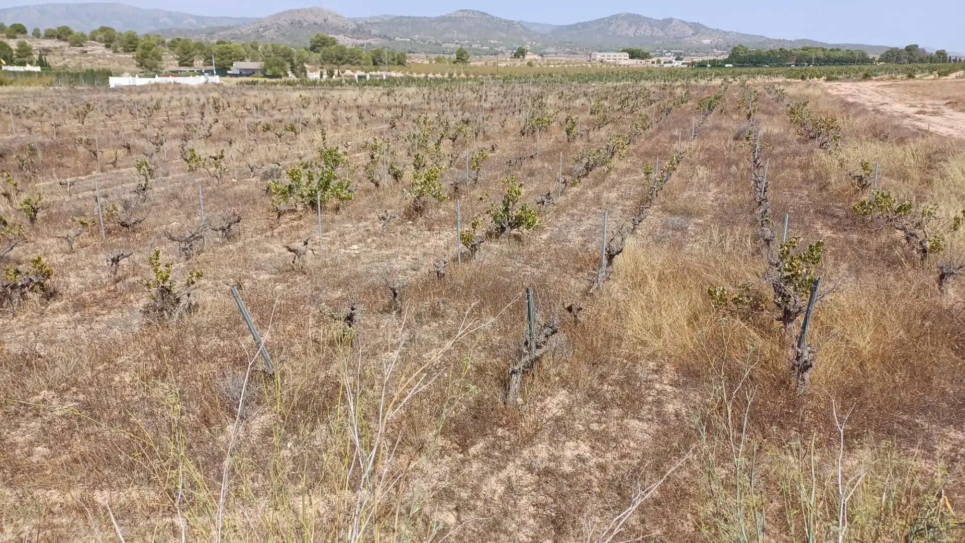 Residential land for sale in Monóvar  / Monòver, imagen 4