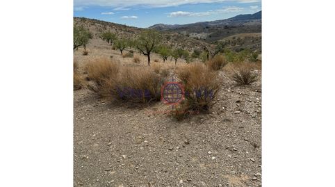 FINCA DE SECANO EN ZARZALICO DE 35.000 M2 CON CASETA DE 40 M2 PARA APEROS CON CHIMENEA, image 3