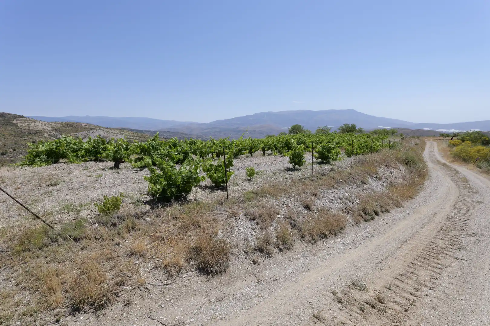 Land for sale in Murtas