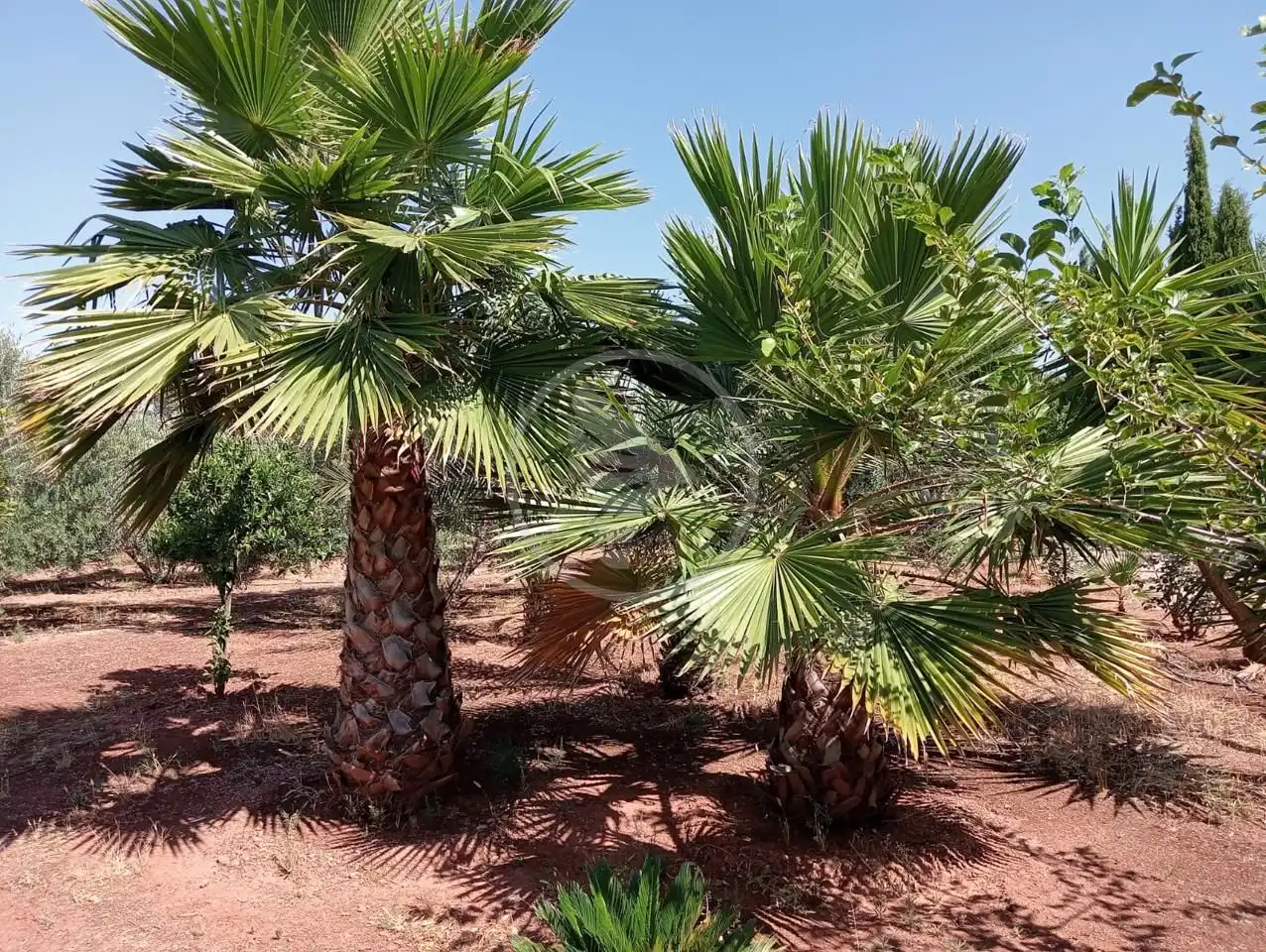 Garten von Country house zum Verkauf in Linares mit Privatgarten, Terrasse und Schwimmbad
