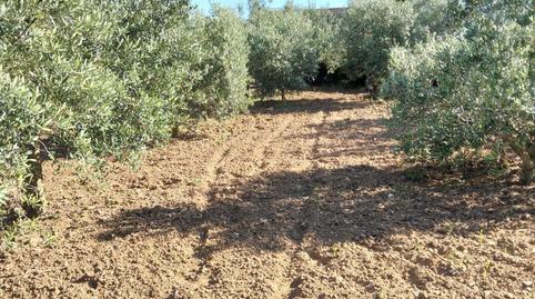 Foto 4 de Finca rústica en venda a Las Lagunas - Campano, Cádiz