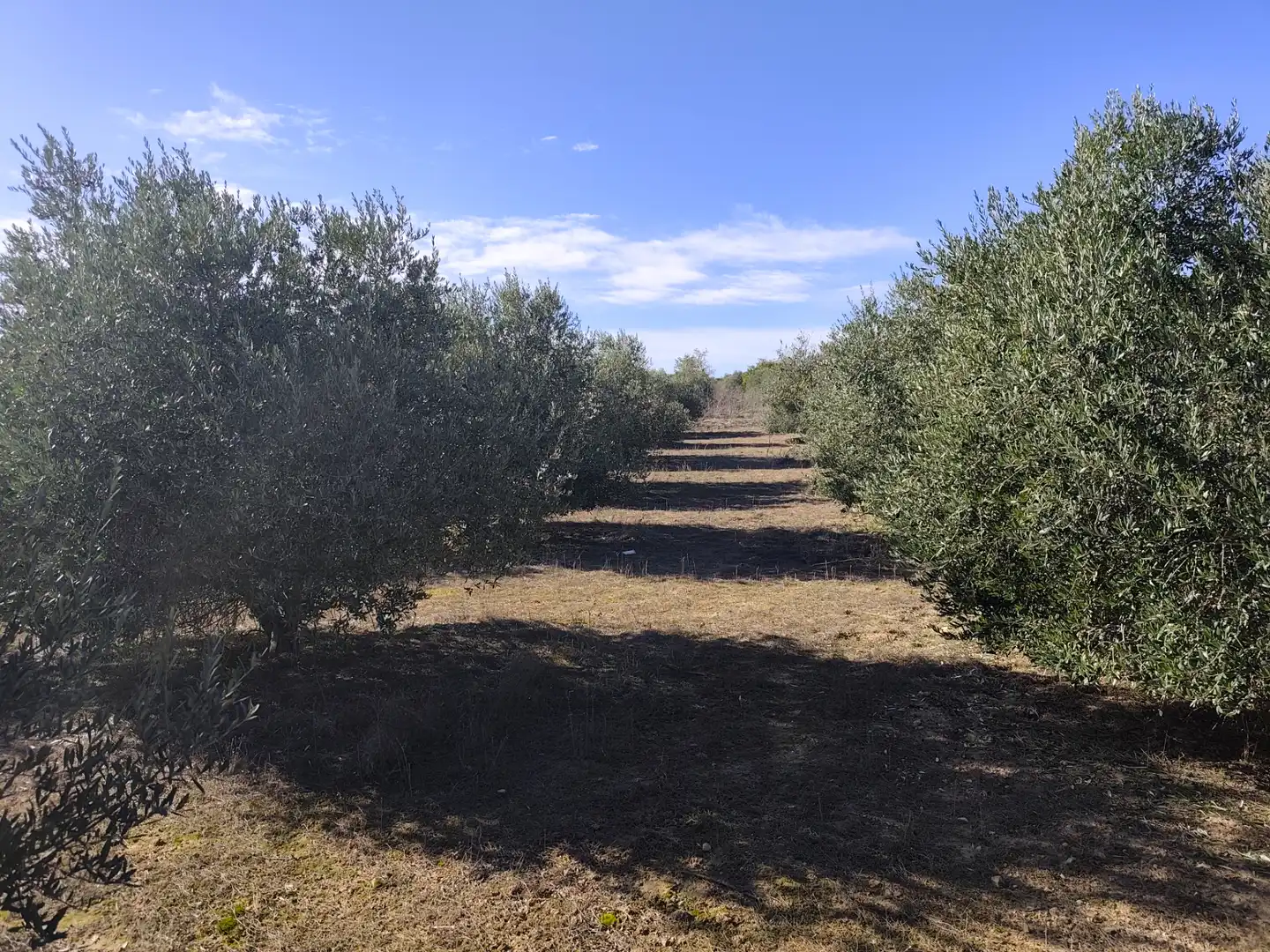 Terreny rústic en venda a Les Borges Blanques, imagen 16