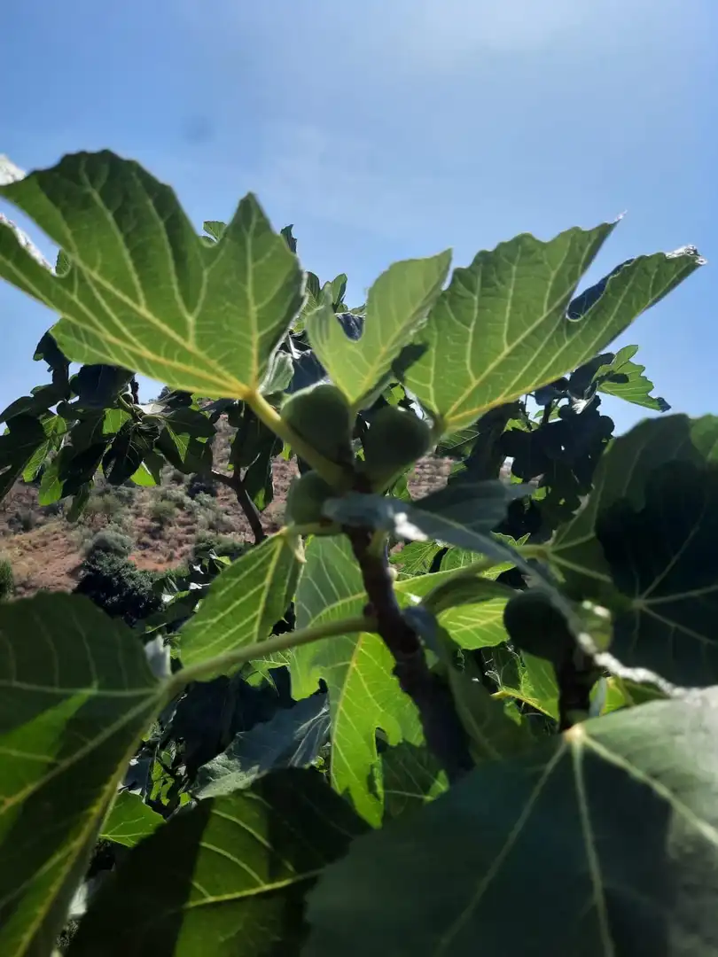 Terrenys i solars en venda a Canillas de Aceituno, imagen 5
