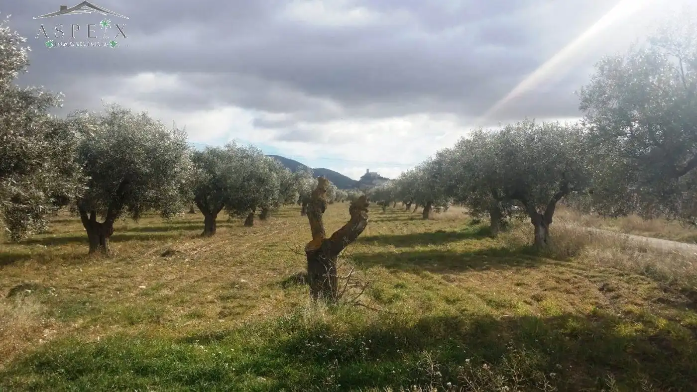 Rural land for sale in Biar, imagen 6