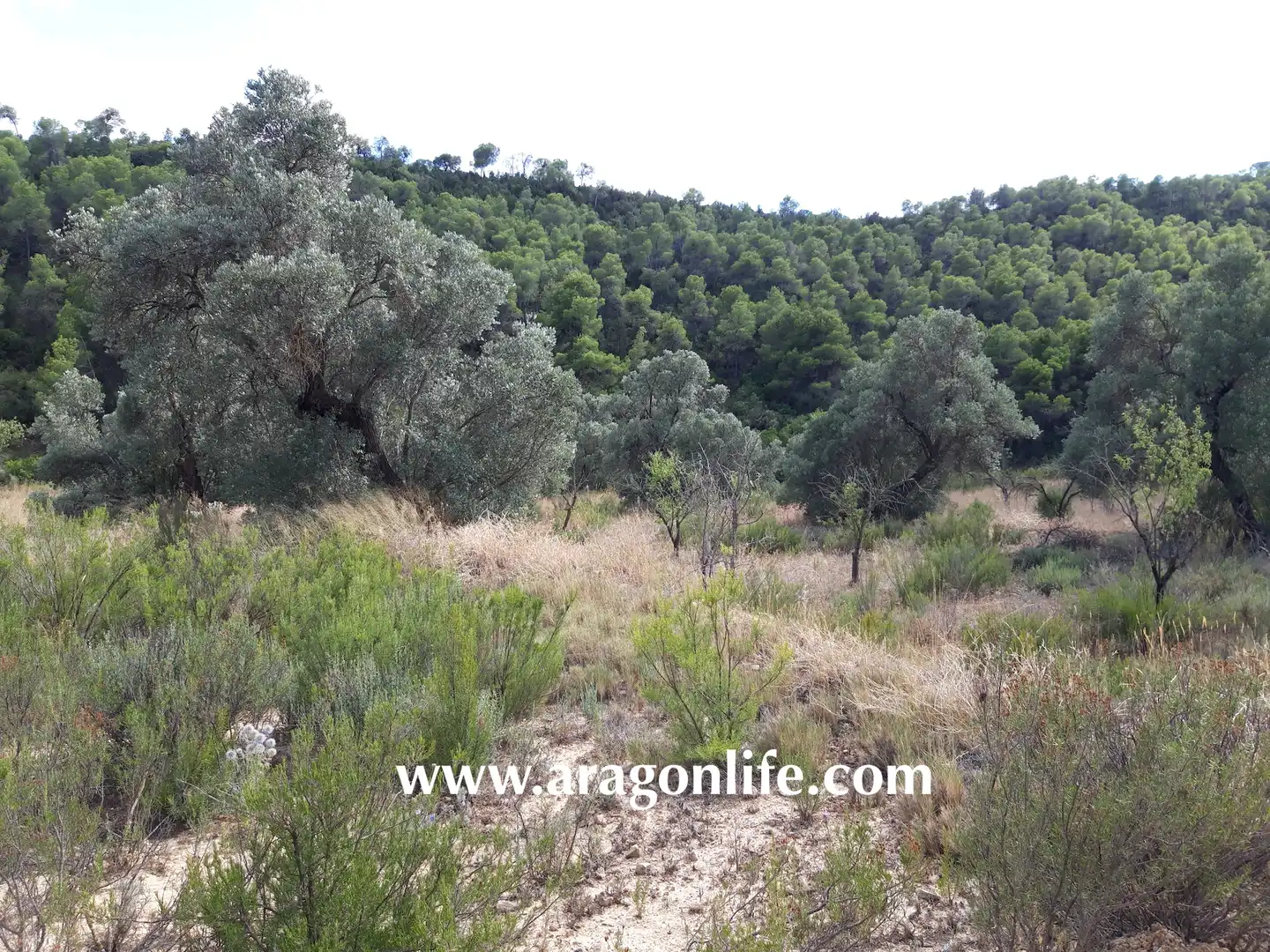 Finca rústica en venta en Fabara