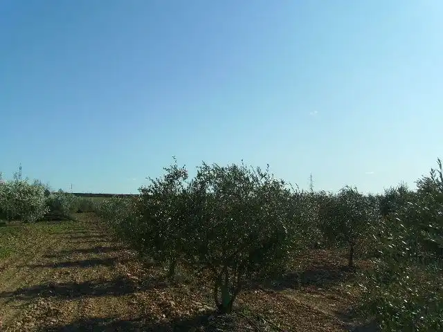 Land for sale in Vila-rodona