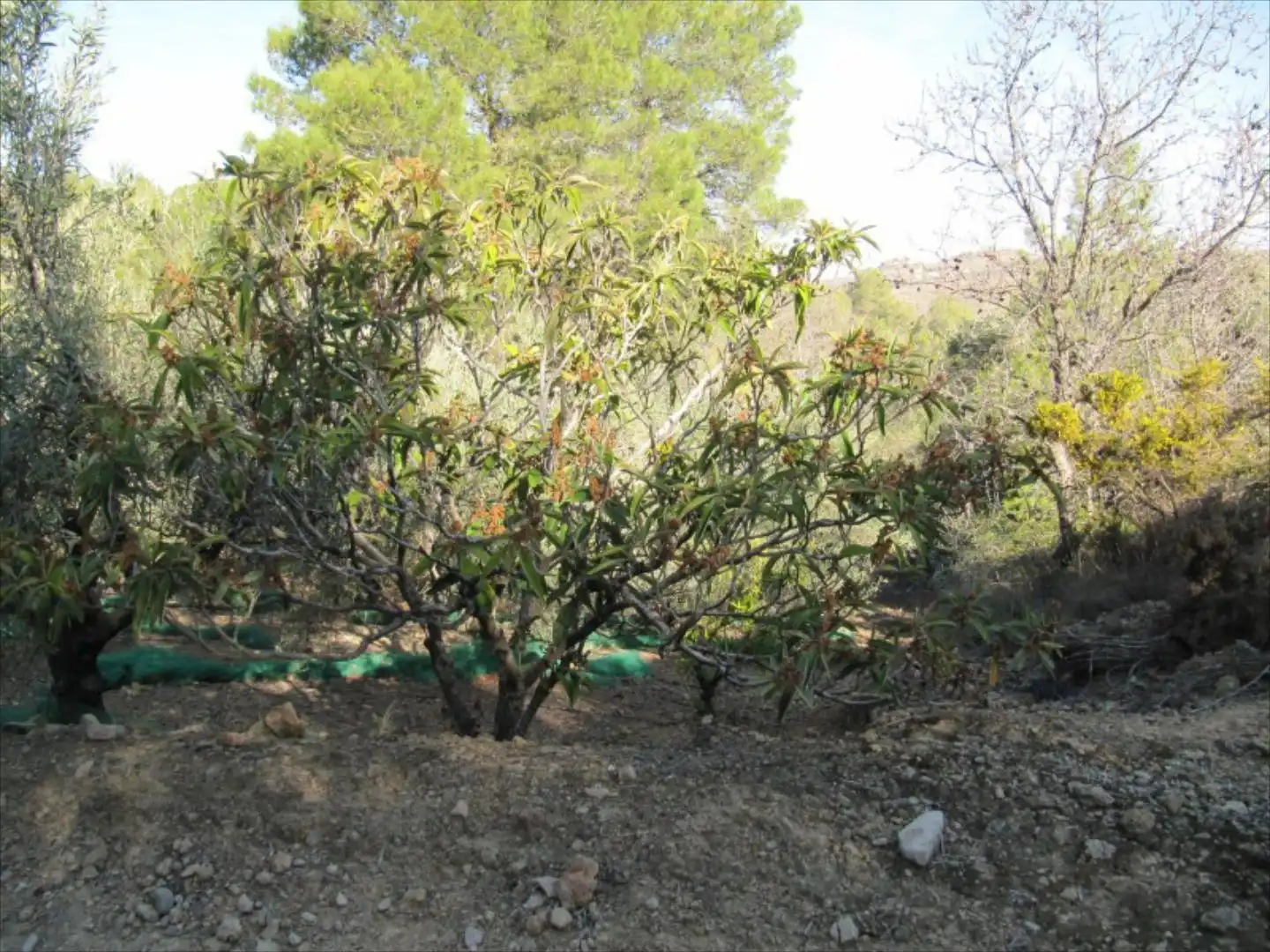 Garden of Residential for sale in Barxeta