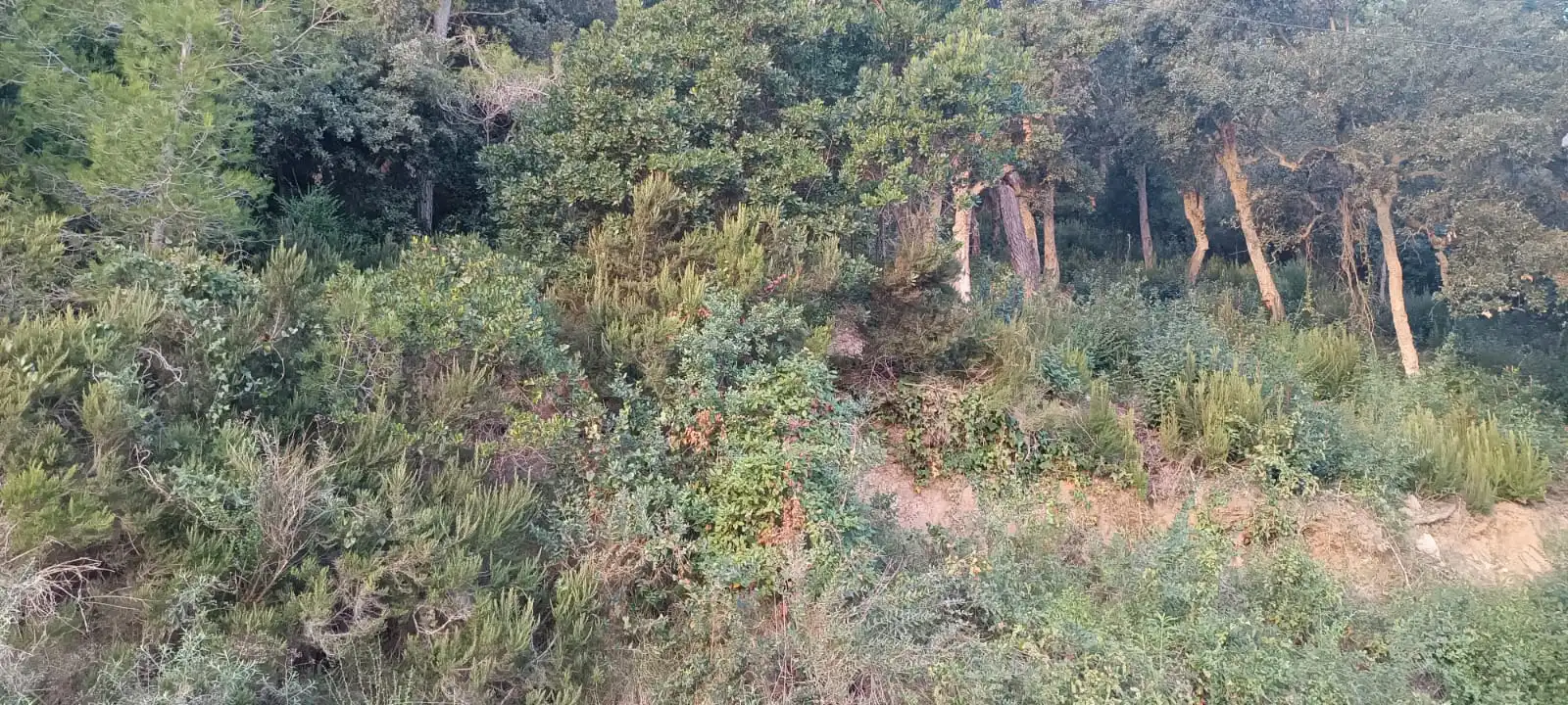 Terreno residencial en venta en Palafolls, imagen 4
