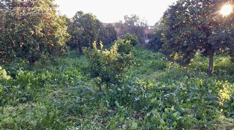 Photo 5 of Country house for sale in Pilas, Sevilla