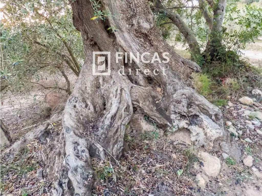 Finca rústica en venta en Benifallet con Trastero
