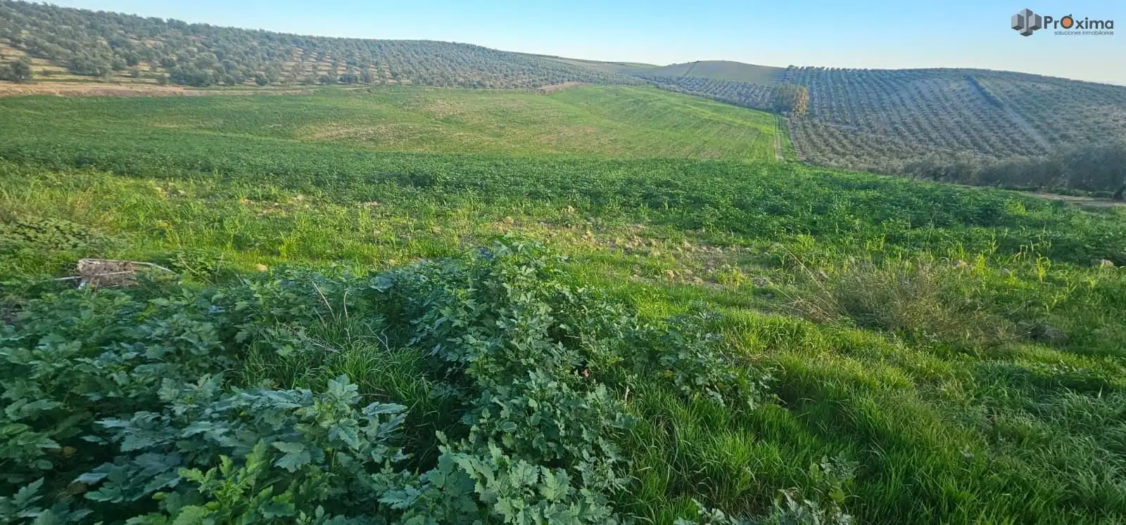 Terrain rustique à vendre à Écija