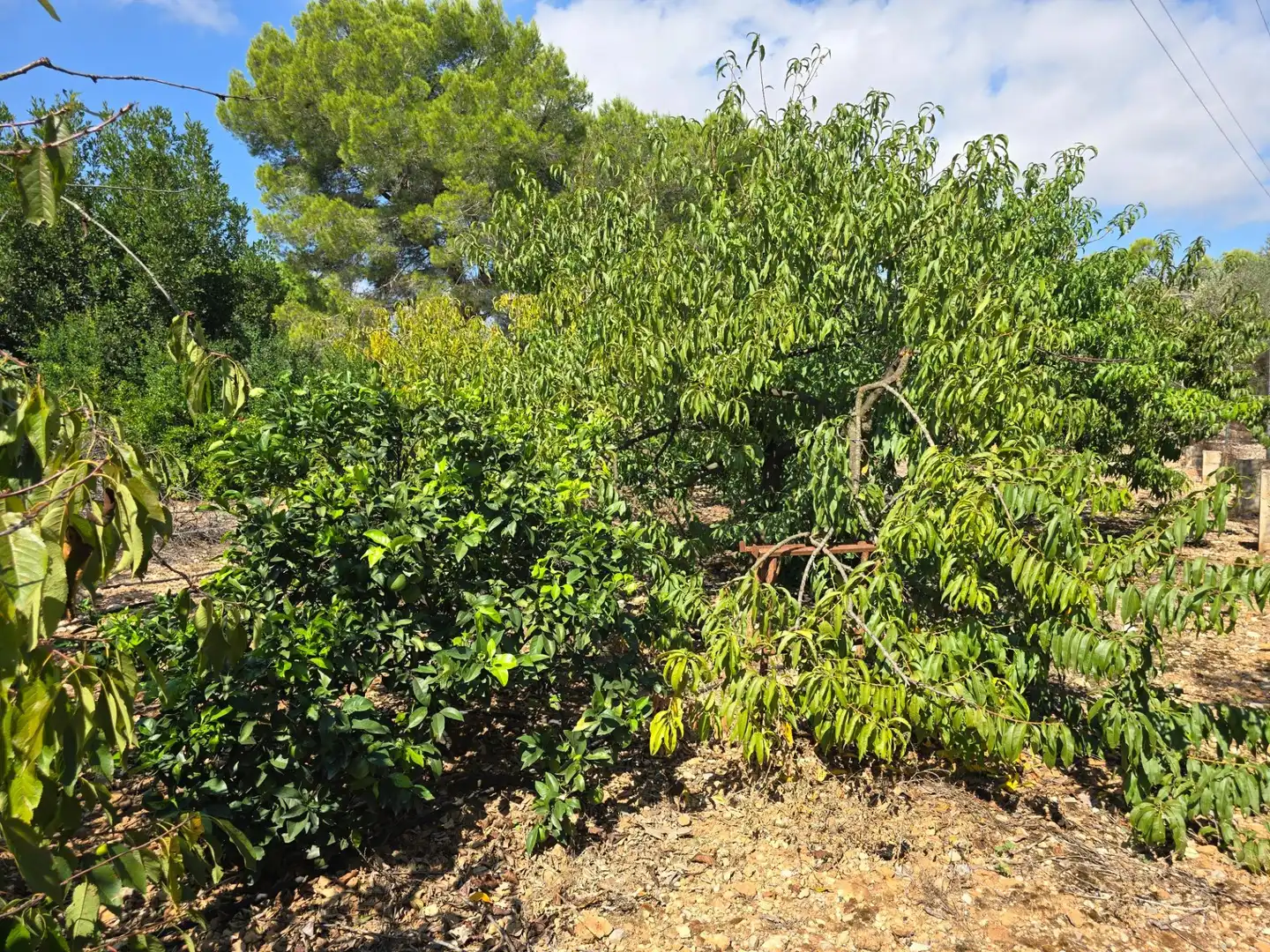 Finca rústica en venta en Freginals con Jardín privado