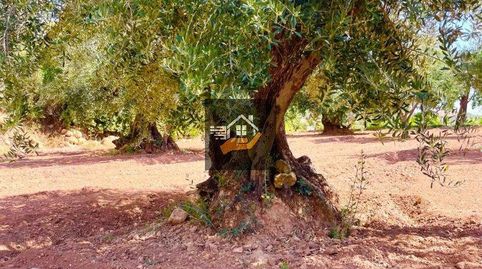 Foto 3 de Finca rústica en venta en Vélez-Rubio, Almería