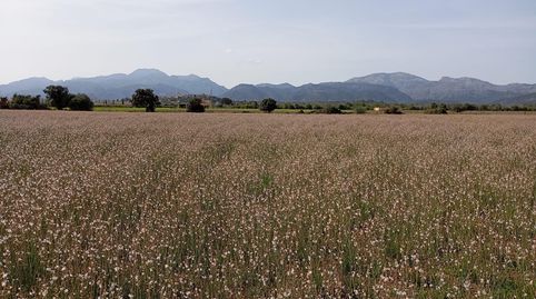 Terreno Sa Pobla 80738m2