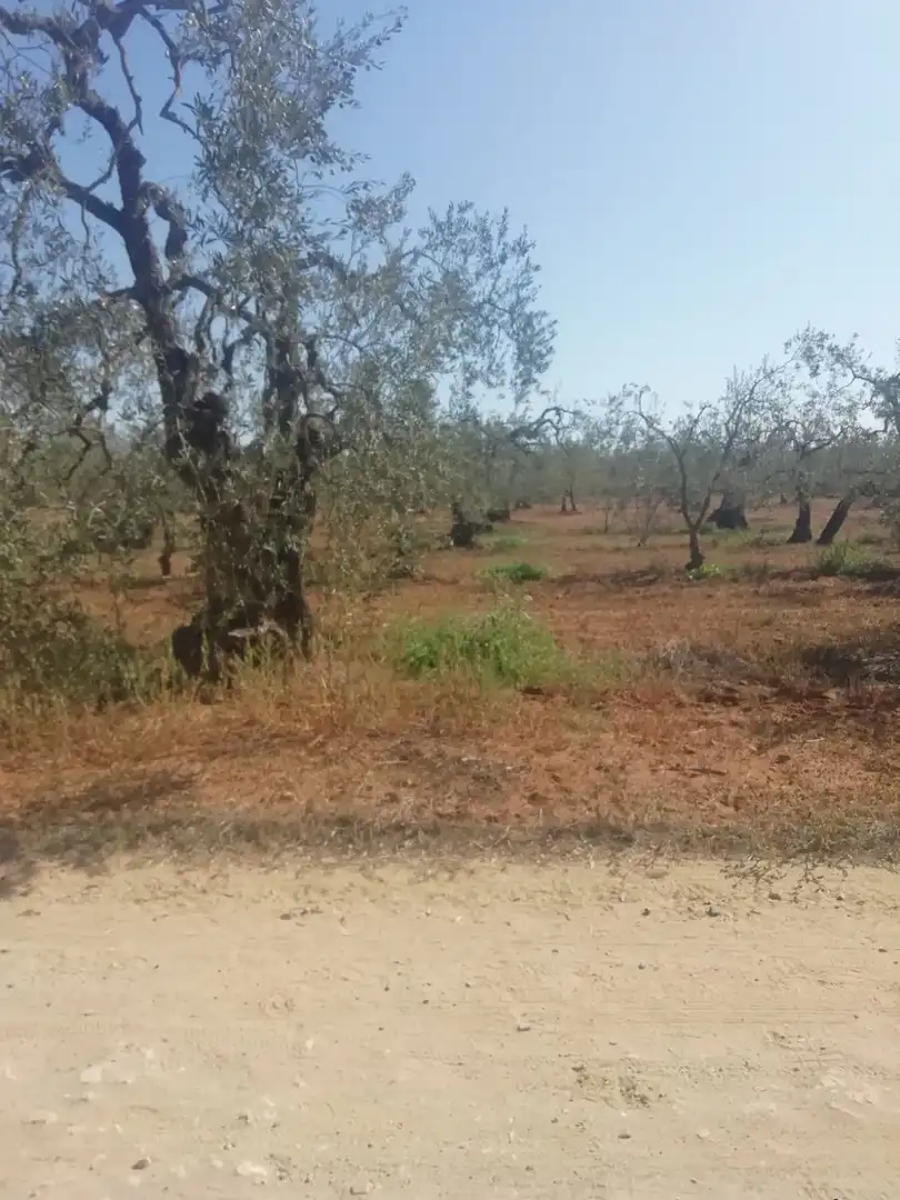 Casa rústica en venda a Sanlúcar la Mayor, imagen 12