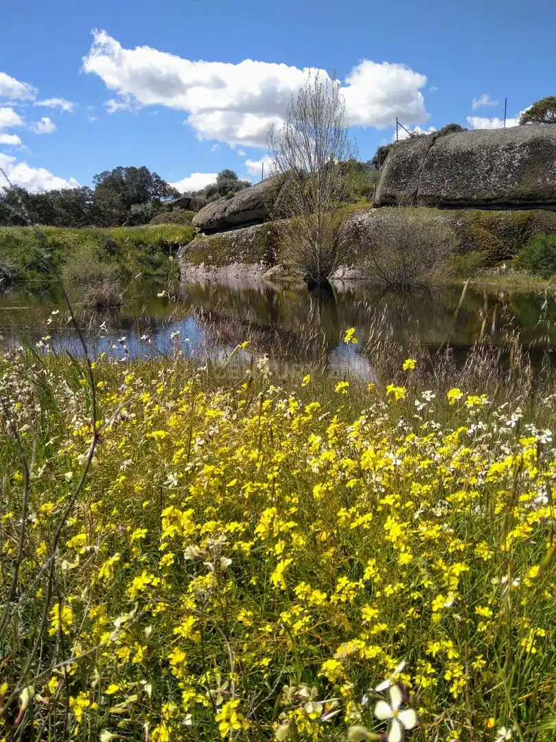 Jardín de Casa o chalet en venta en Brozas con Trastero