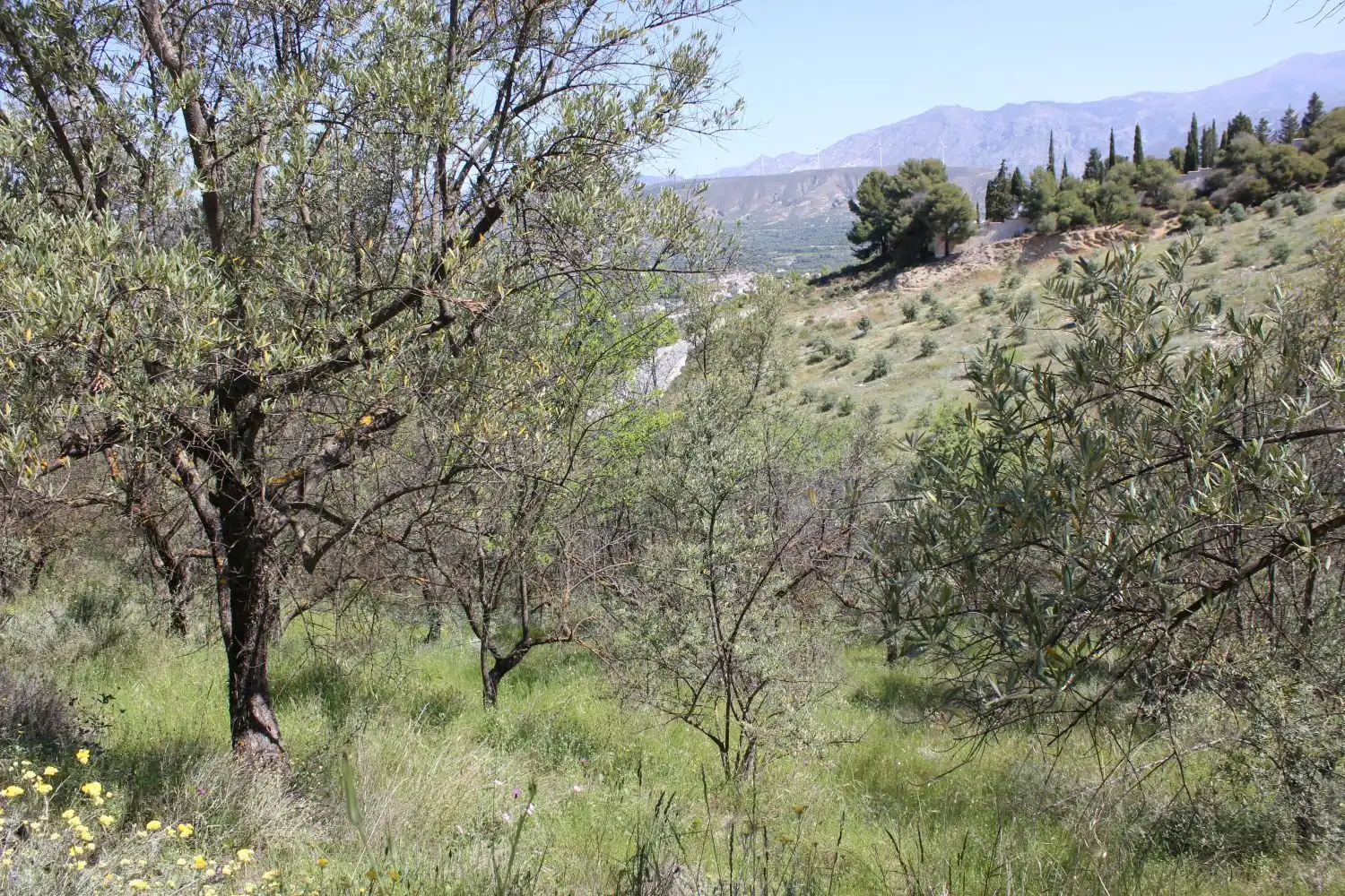 Terreni e lotti in vendita a andalucia, imagen 15