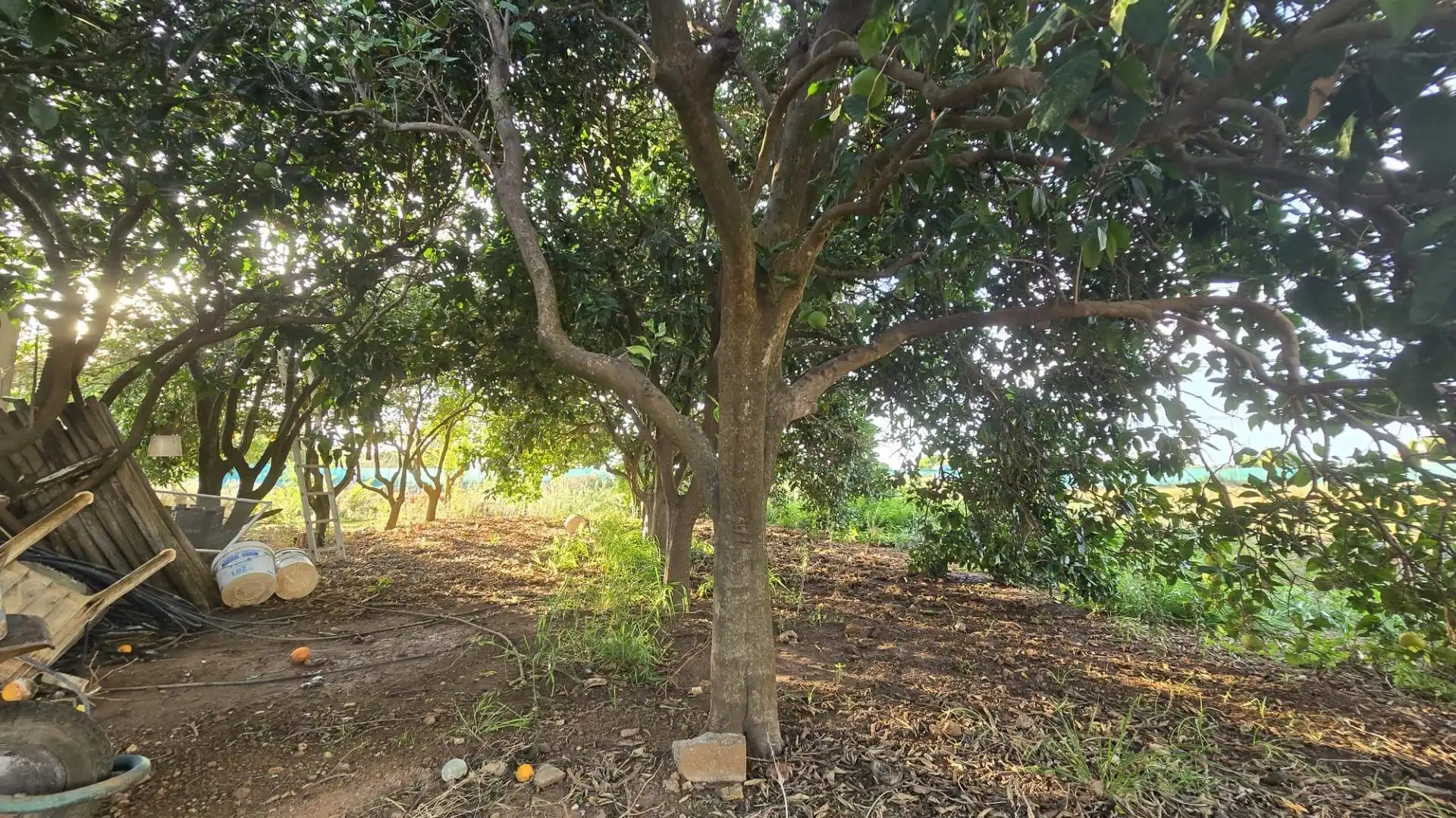 Land for sale in Los Franceses – La Vega