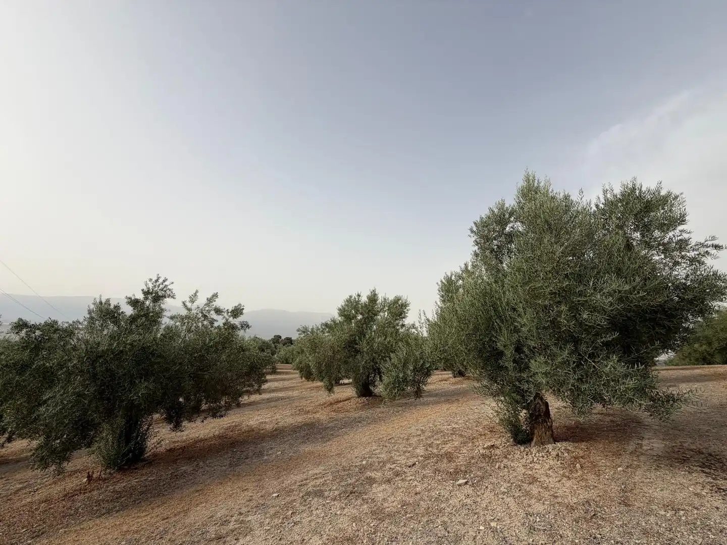 Rural land for sale in Iznalloz, imagen 17