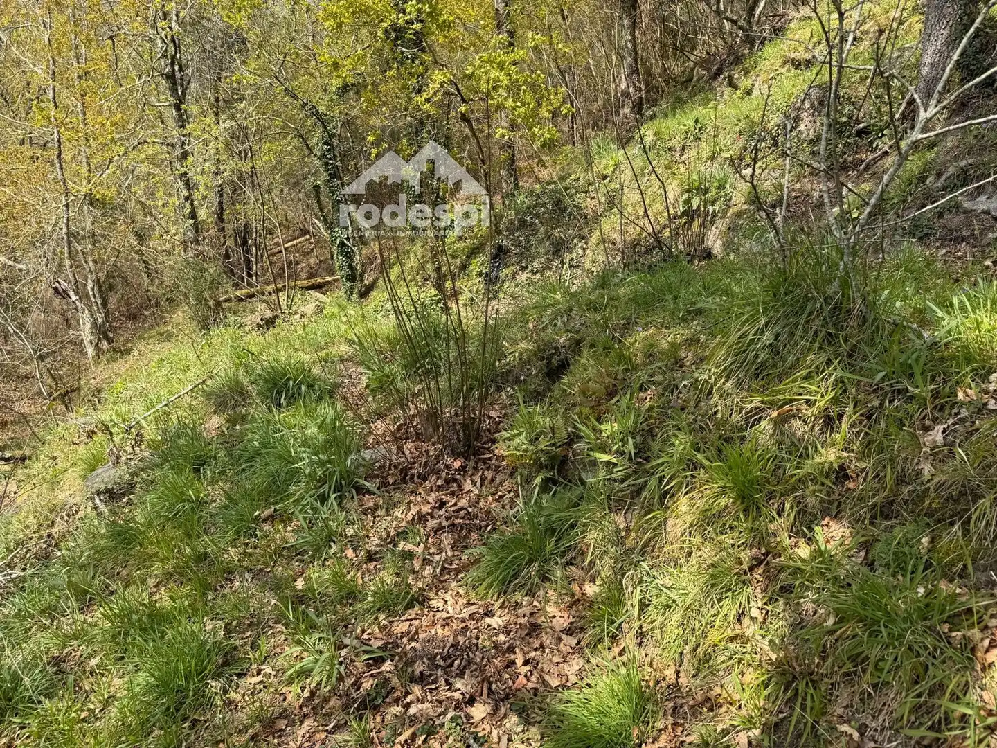 Rural land for sale in Arbo, imagen 8
