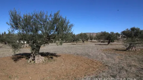 Foto 2 de Finca rústica en venta en Urbanizacion Carretera de Cartama, Centro, Alhaurín El Grande