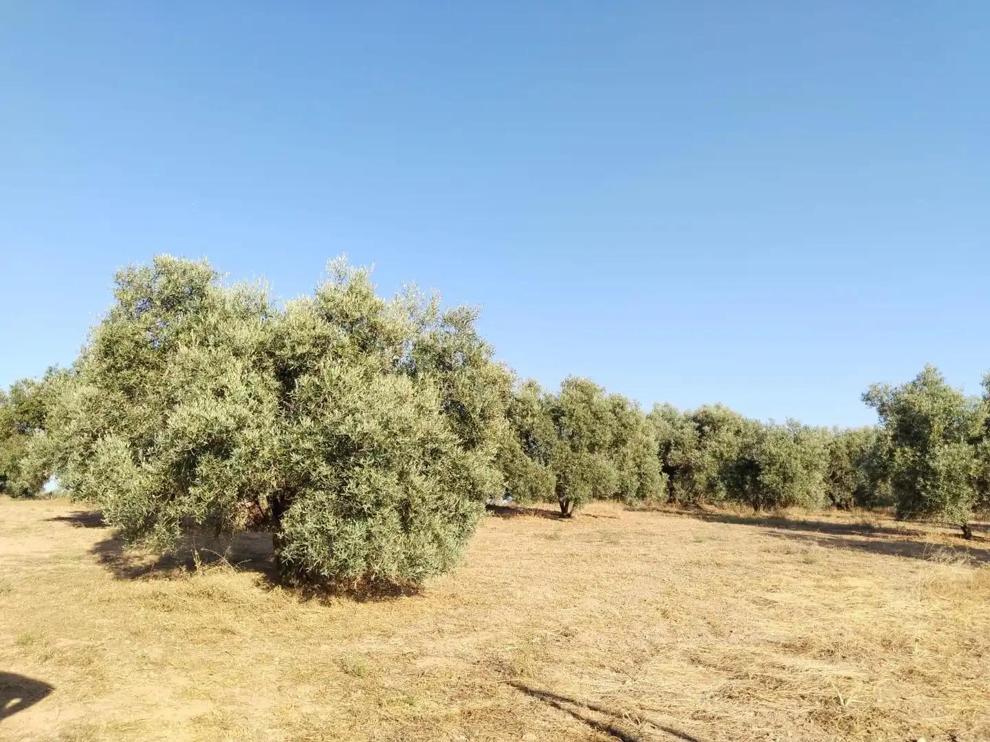 Terreni e lotti in vendita a Mollina, imagen 26