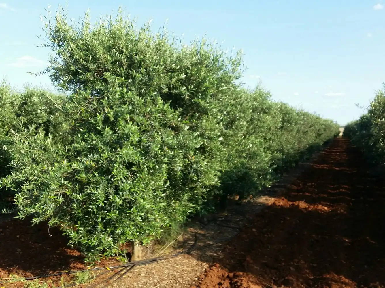 Garden of Land for sale in Sevilla