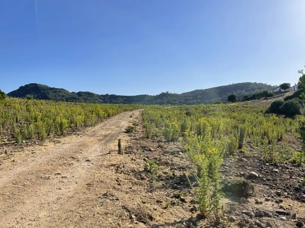 Country homes for sale in Castellar de la Frontera  with Private garden