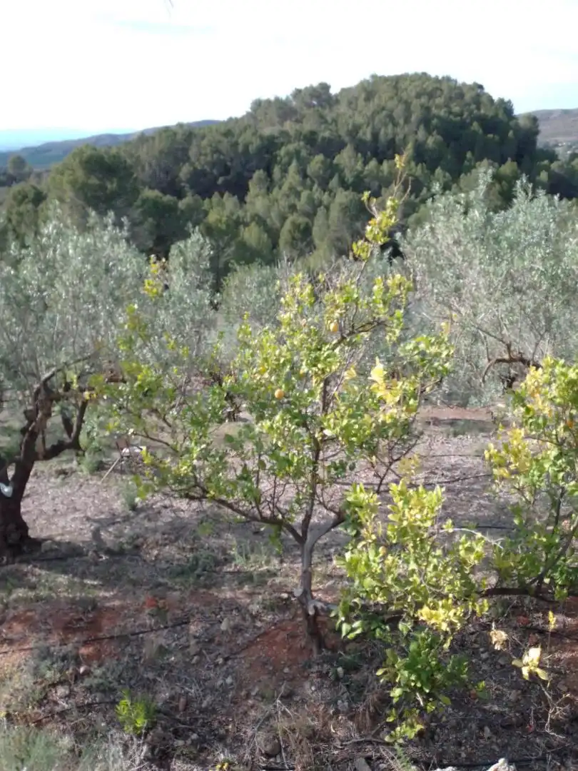 Garden of Residential for sale in Barxeta