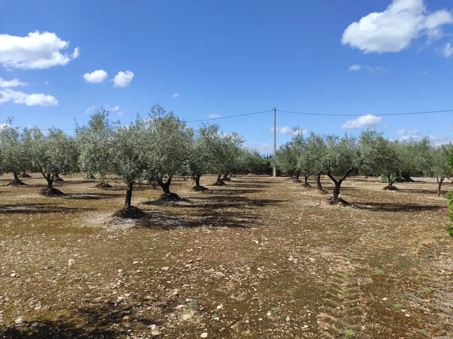 Terreno rustico in vendita a Traiguera, imagen 17