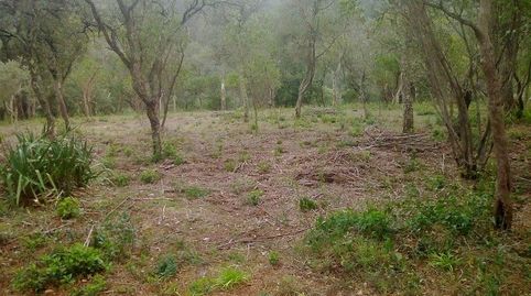 CAMPINS: DOS PARCELAS EDIFICABLES EN EL CORAZÓN DEL BOSQUE ENTRE GUALBA Y CAMPINS, JUNTO AL PARQUE NATURAL DEL MONTSENY, immagine 5