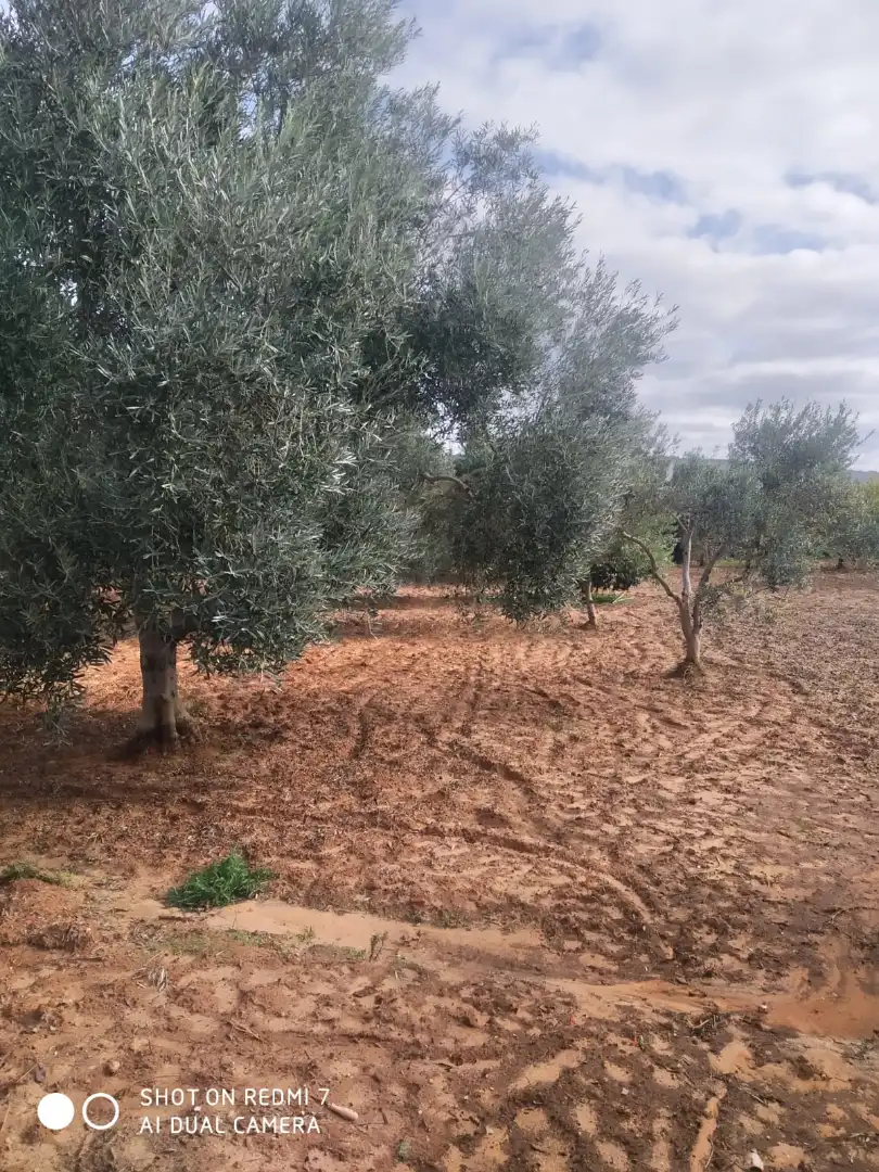 Terreny rústic en venda a Arcos de la Frontera