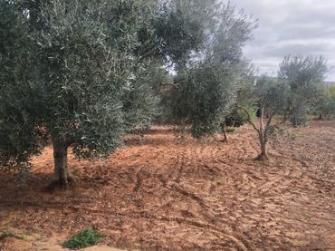 Rustikales Grundstück zum Verkauf in Arcos de la Frontera