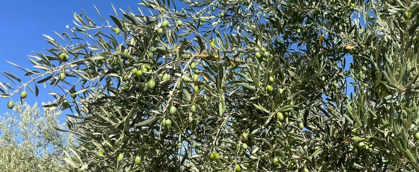 Jardín de Finca rústica en venta en La Malahá